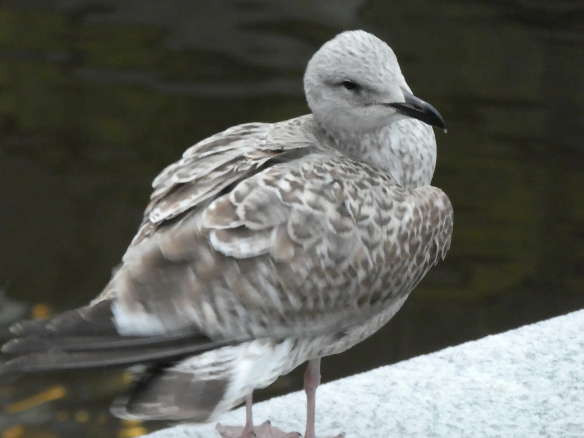 European Herring Gull (larus argentatus)