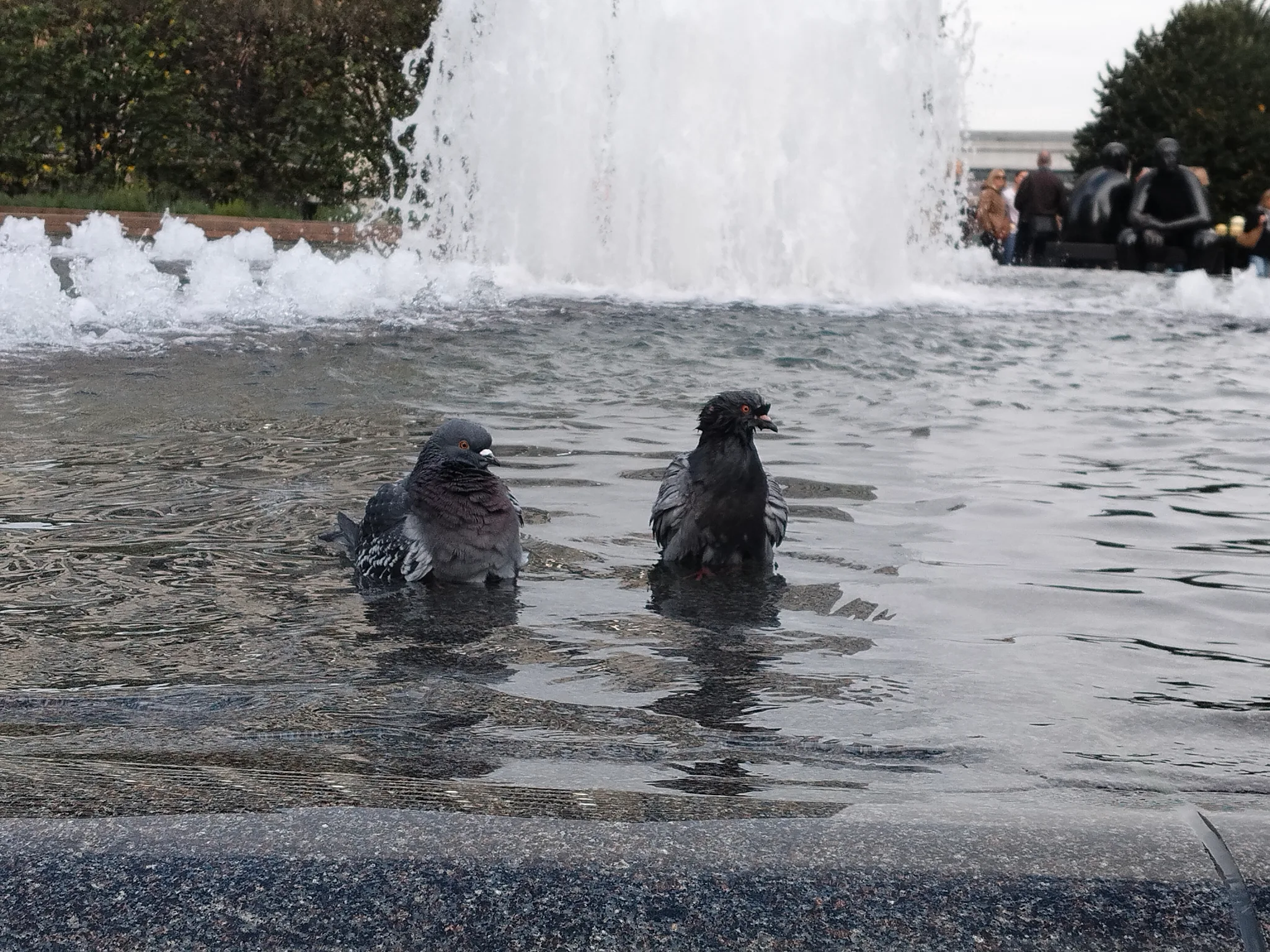 Rock Pigeon (columba livia)