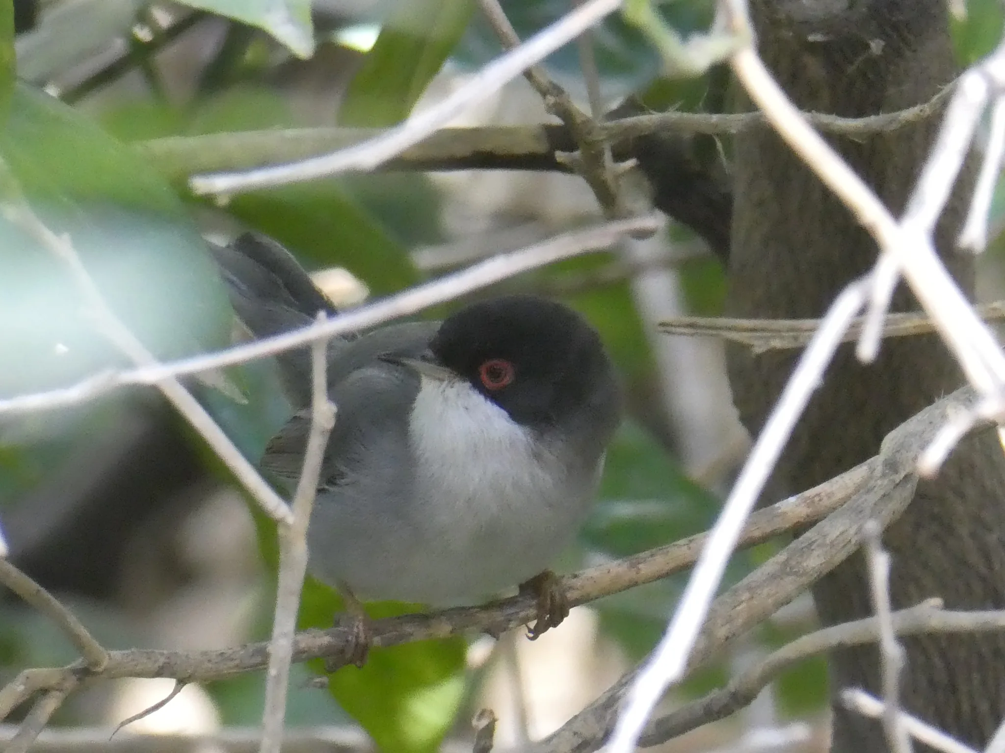 Sardinian Warbler (curruca melanocephala)