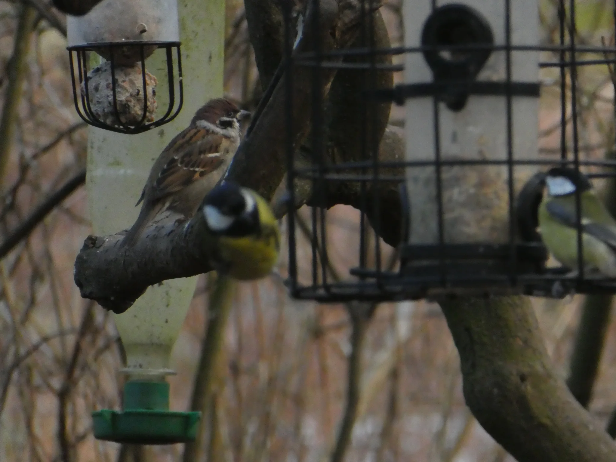 Group containing Great Tit (parus major) and Eurasian Tree Sparrow (passer montanus)