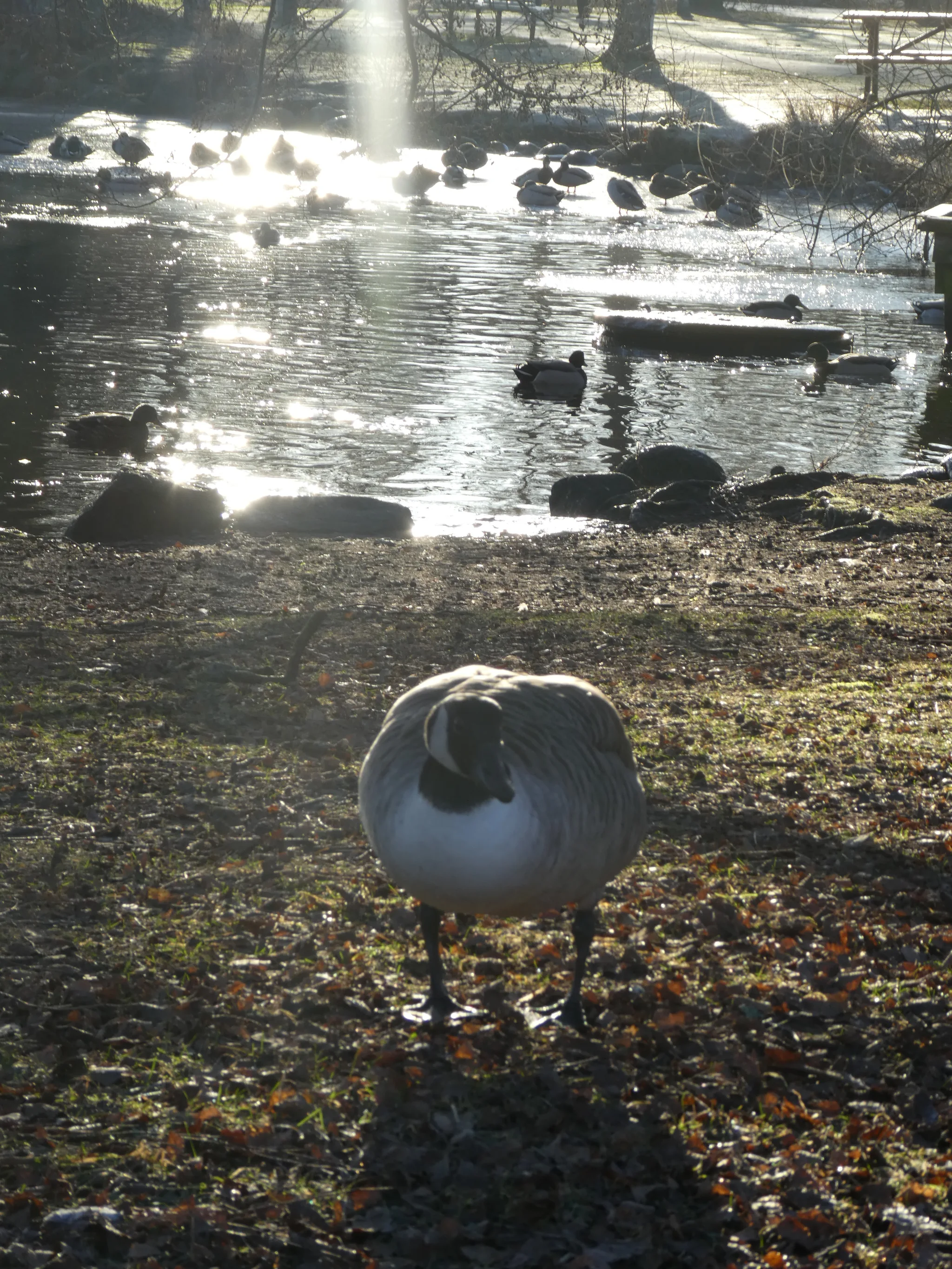 Canada Goose (branta canadensis)