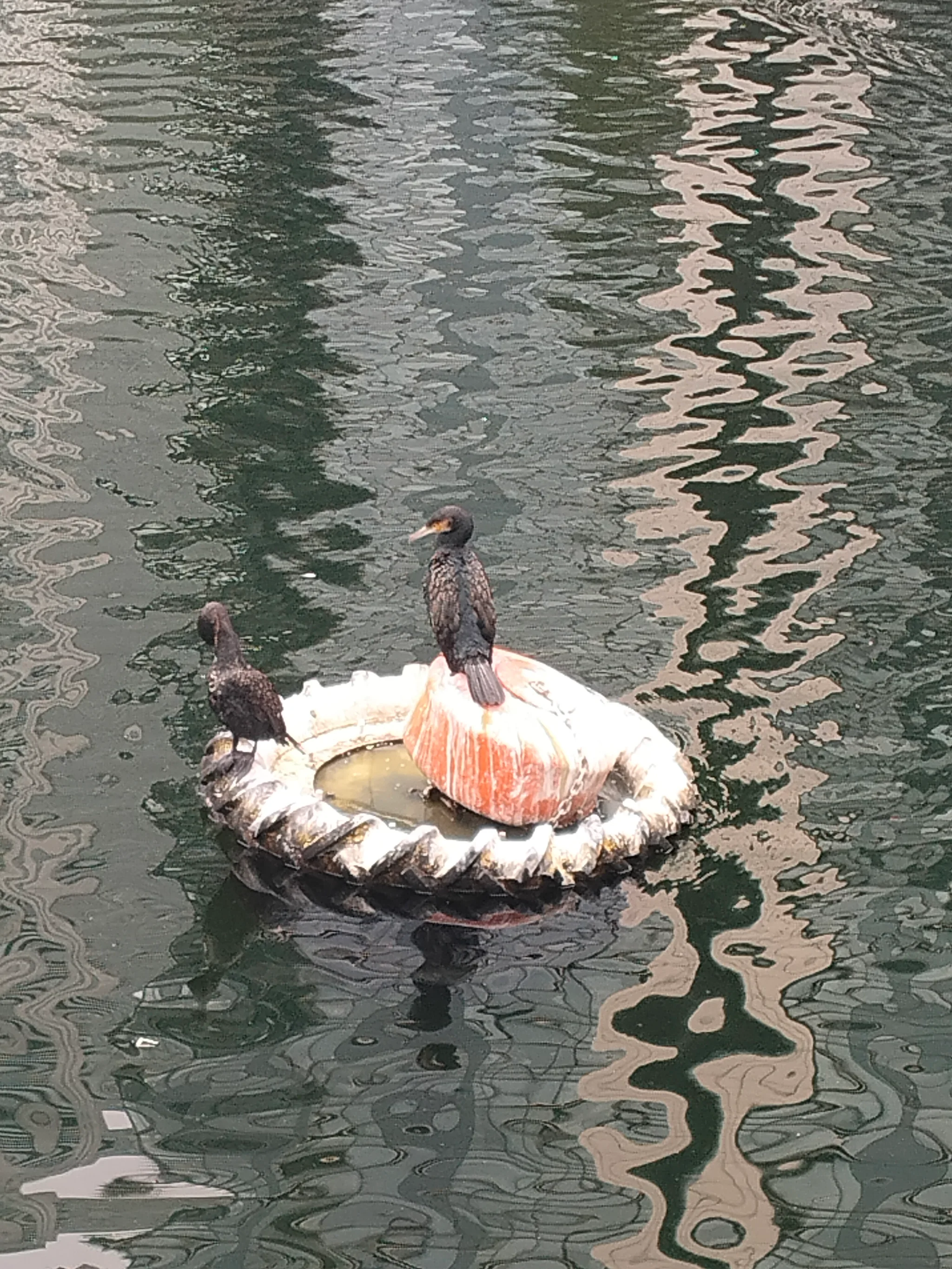Great Cormorant (phalacrocorax carbo)