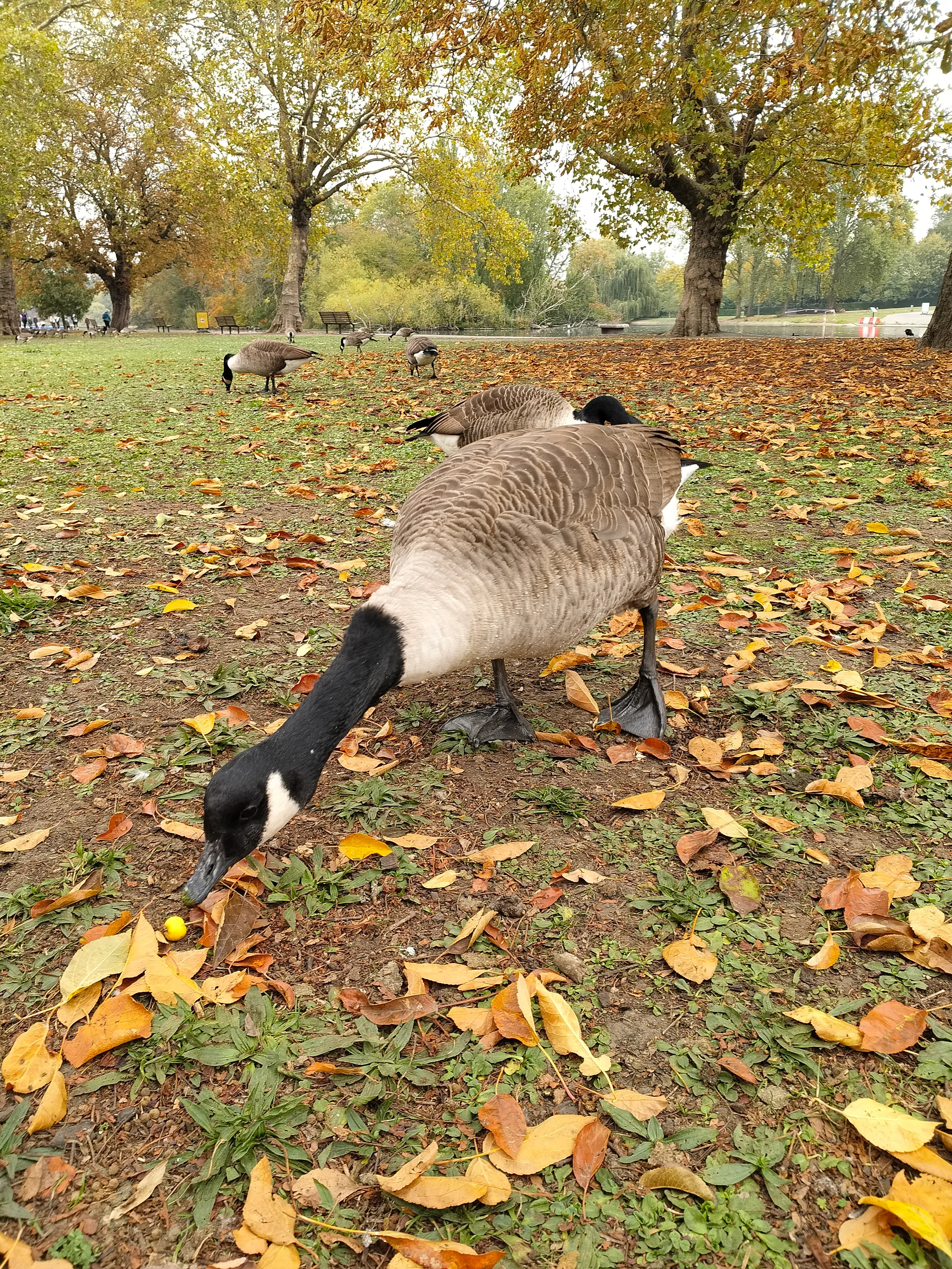 Canada Goose (branta canadensis)