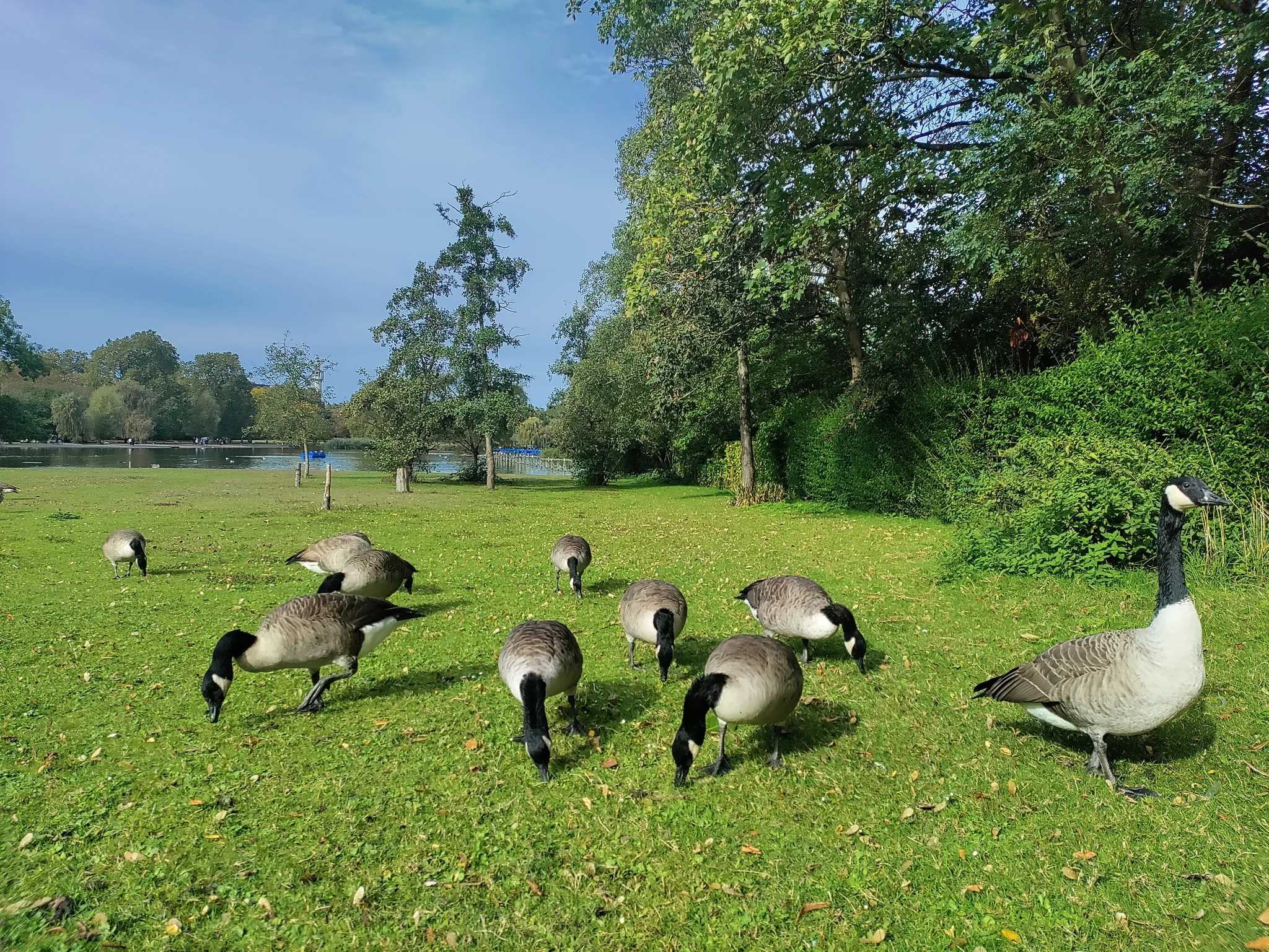 Canada Goose (branta canadensis)