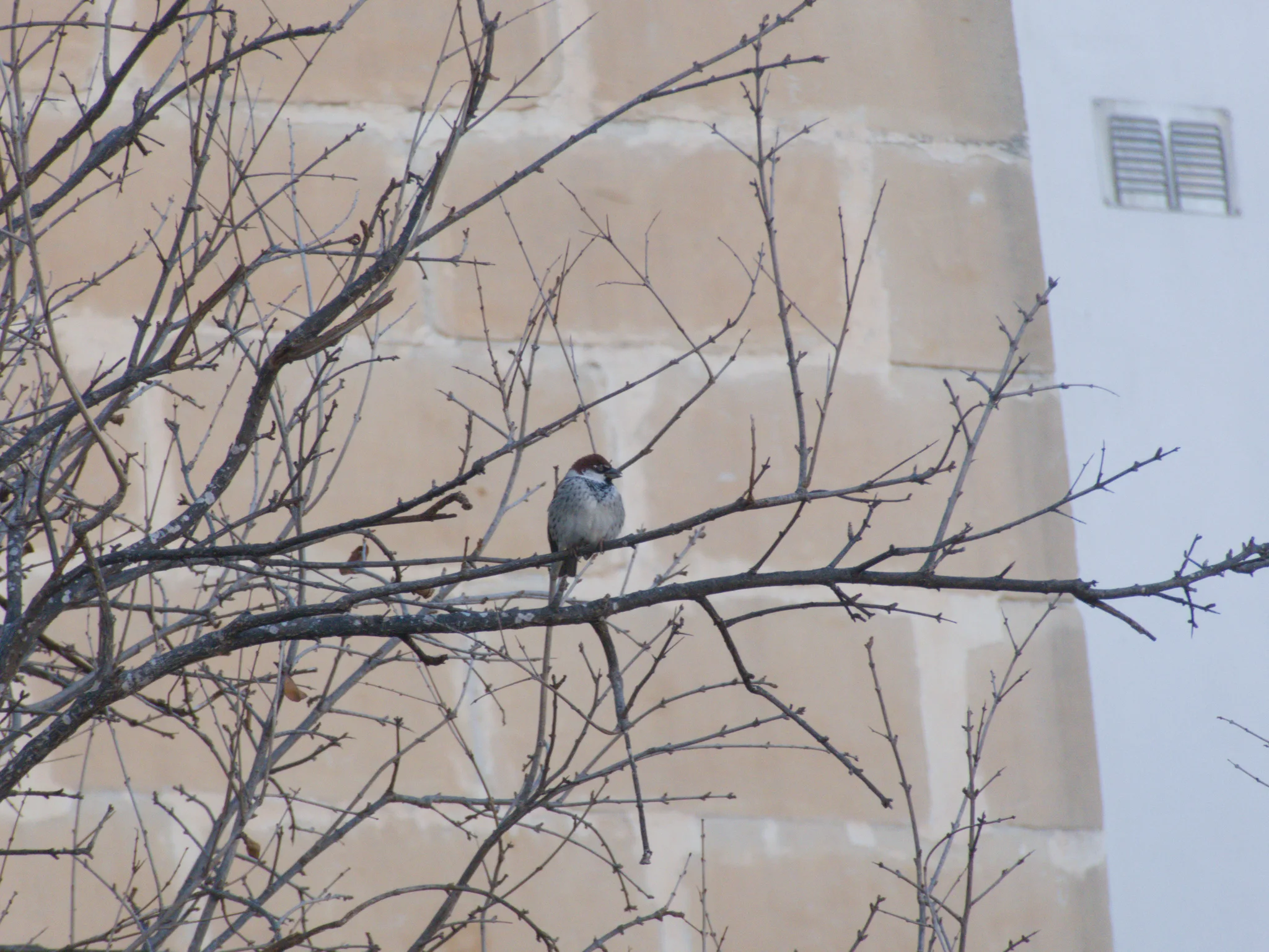 Spanish Sparrow (passer hispaniolensis)