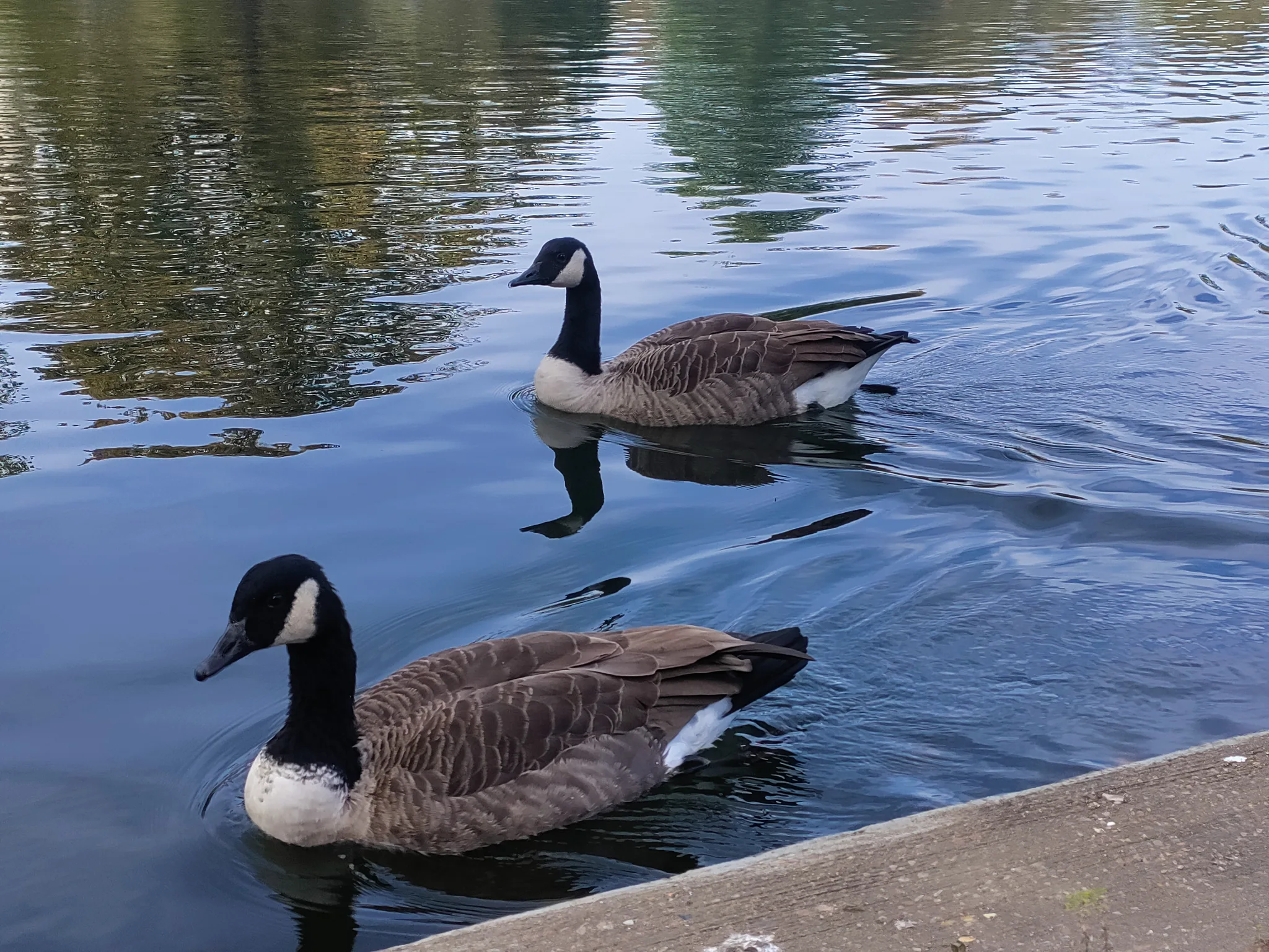 Canada Goose (branta canadensis)