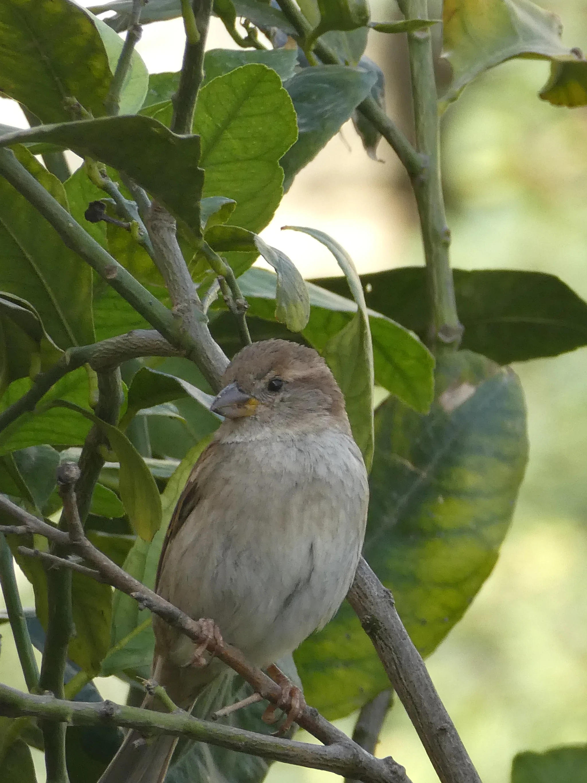 Spanish Sparrow (passer hispaniolensis)