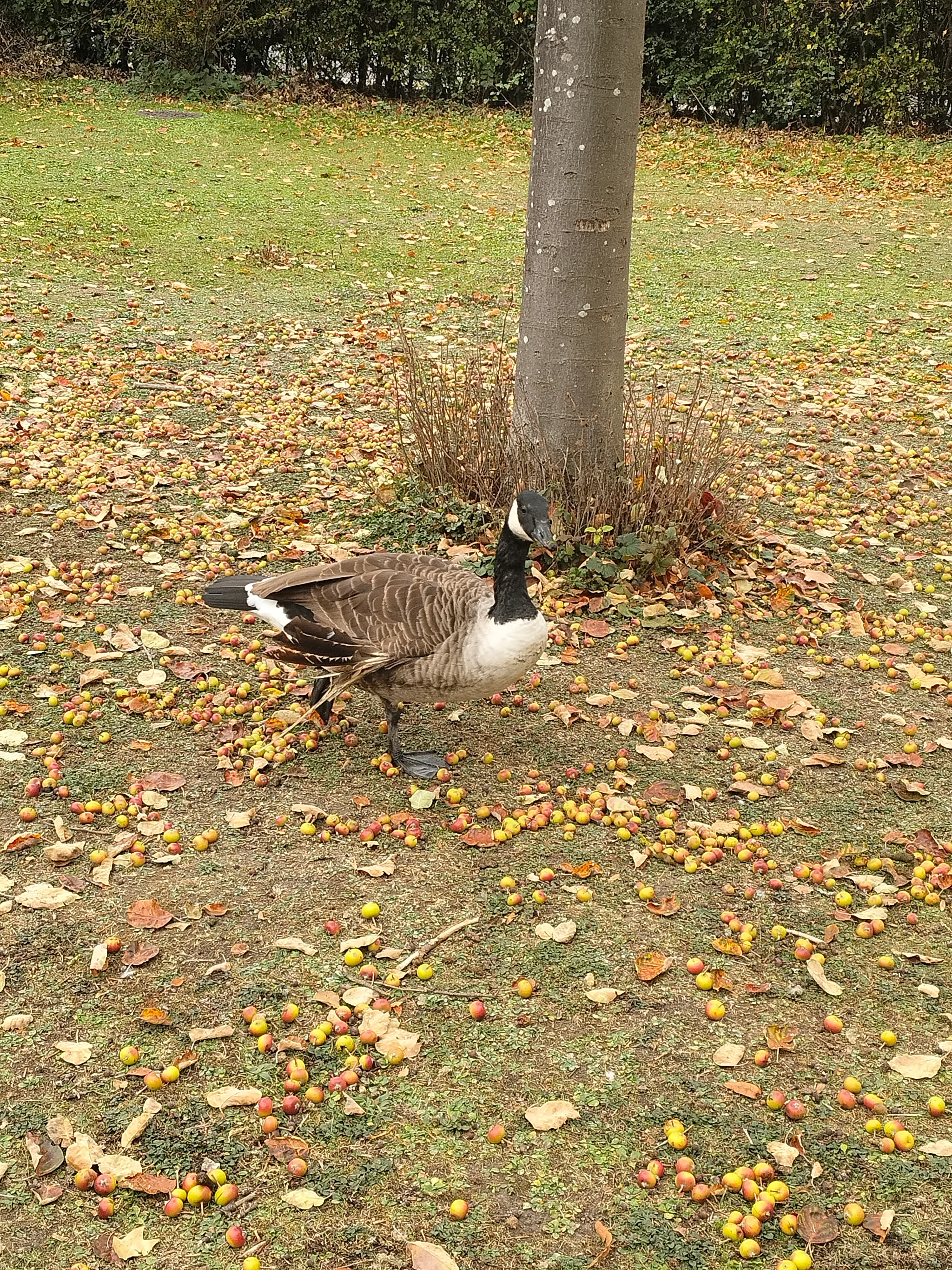 Canada Goose (branta canadensis)