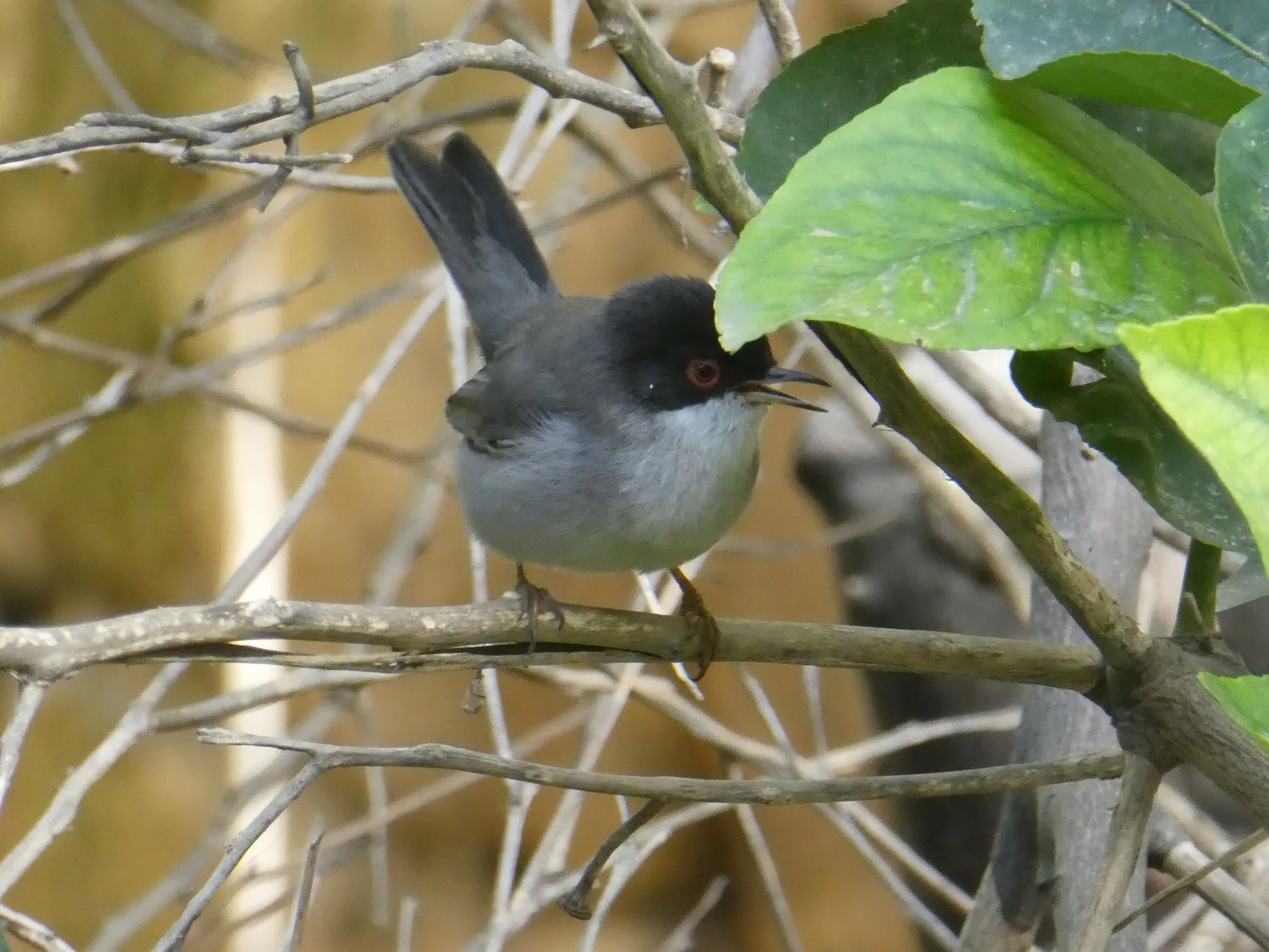 Sardinian Warbler (curruca melanocephala)