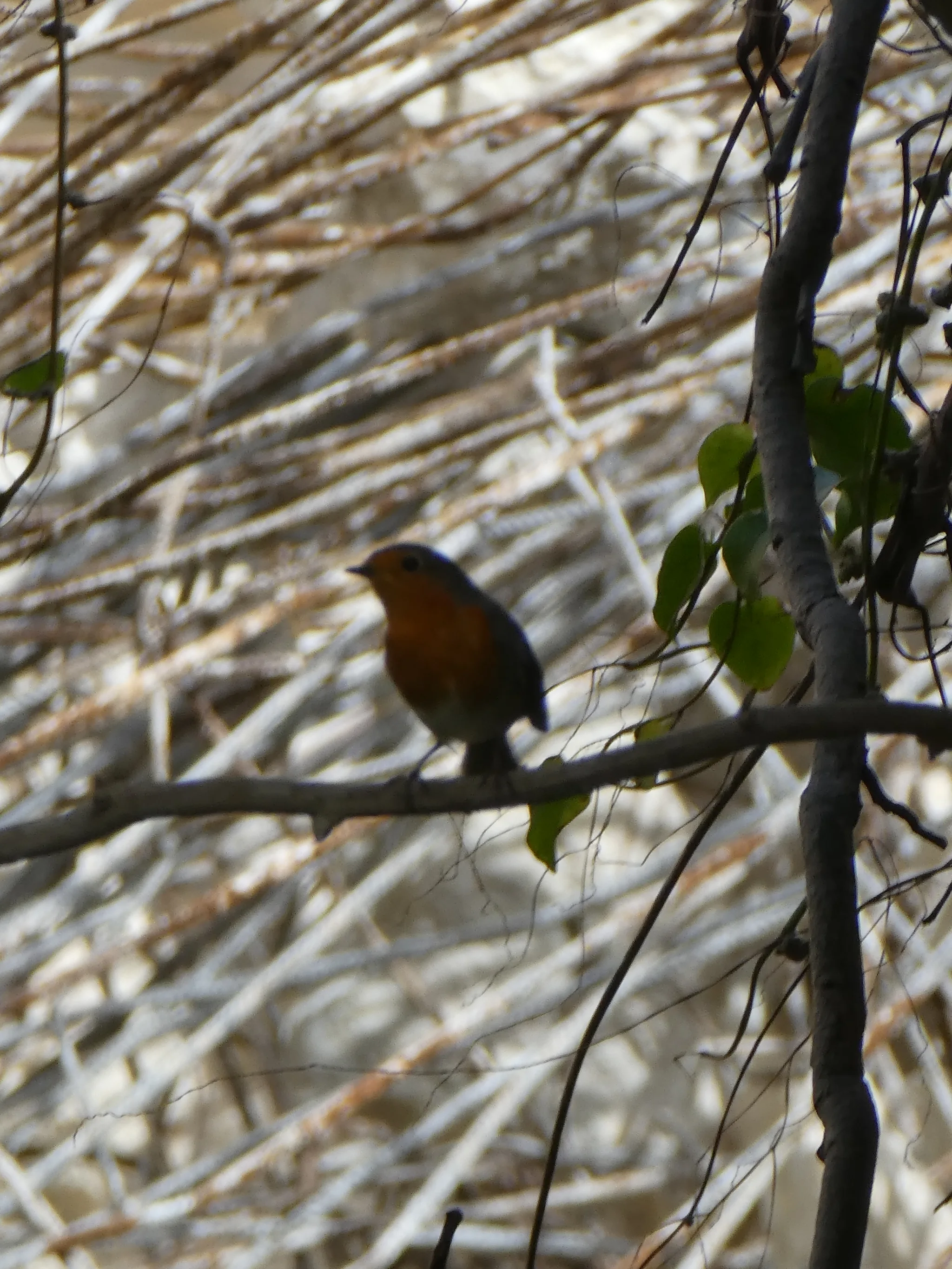 European Robin (erithacus rubecula)