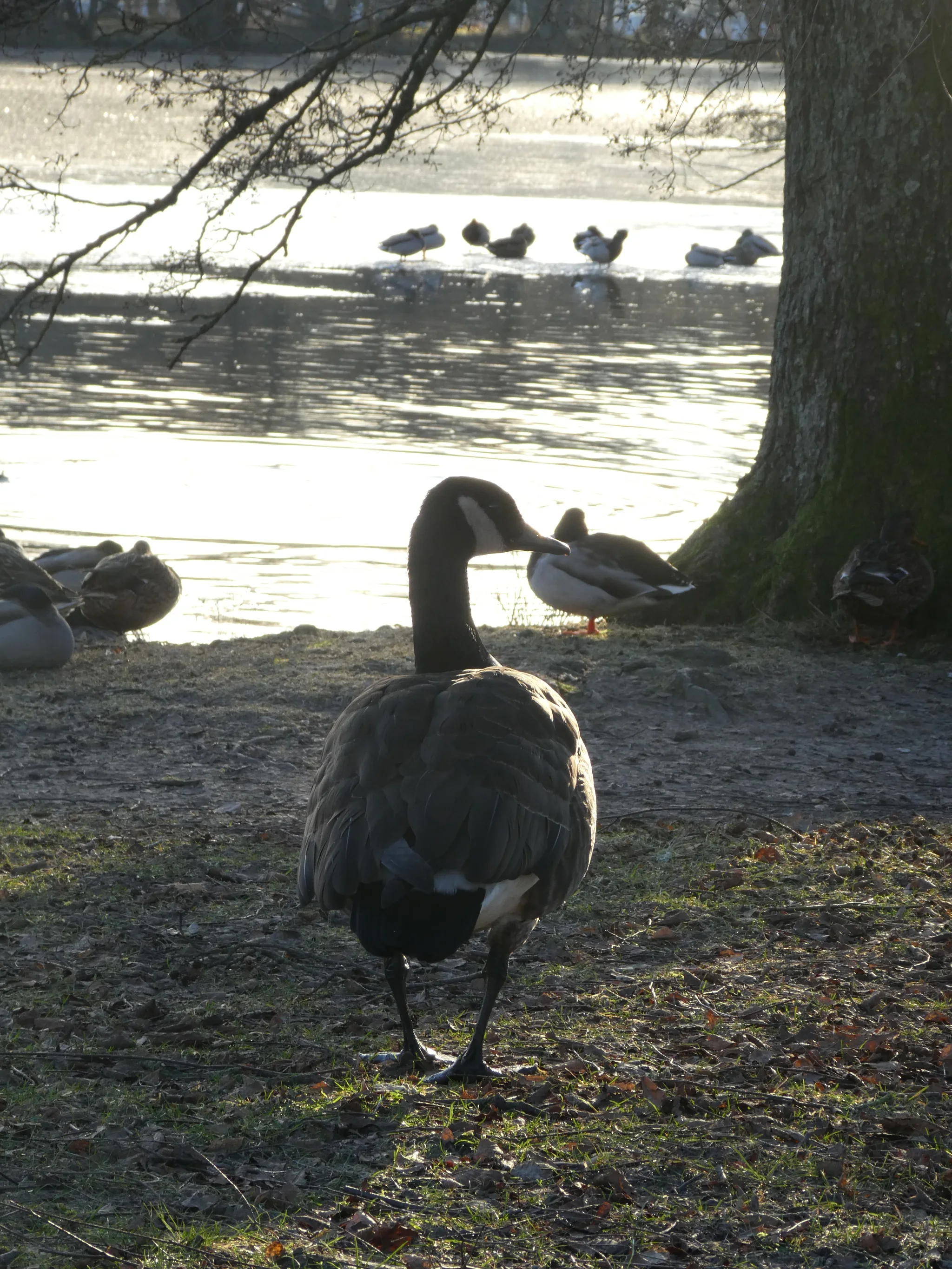 Canada Goose (branta canadensis)