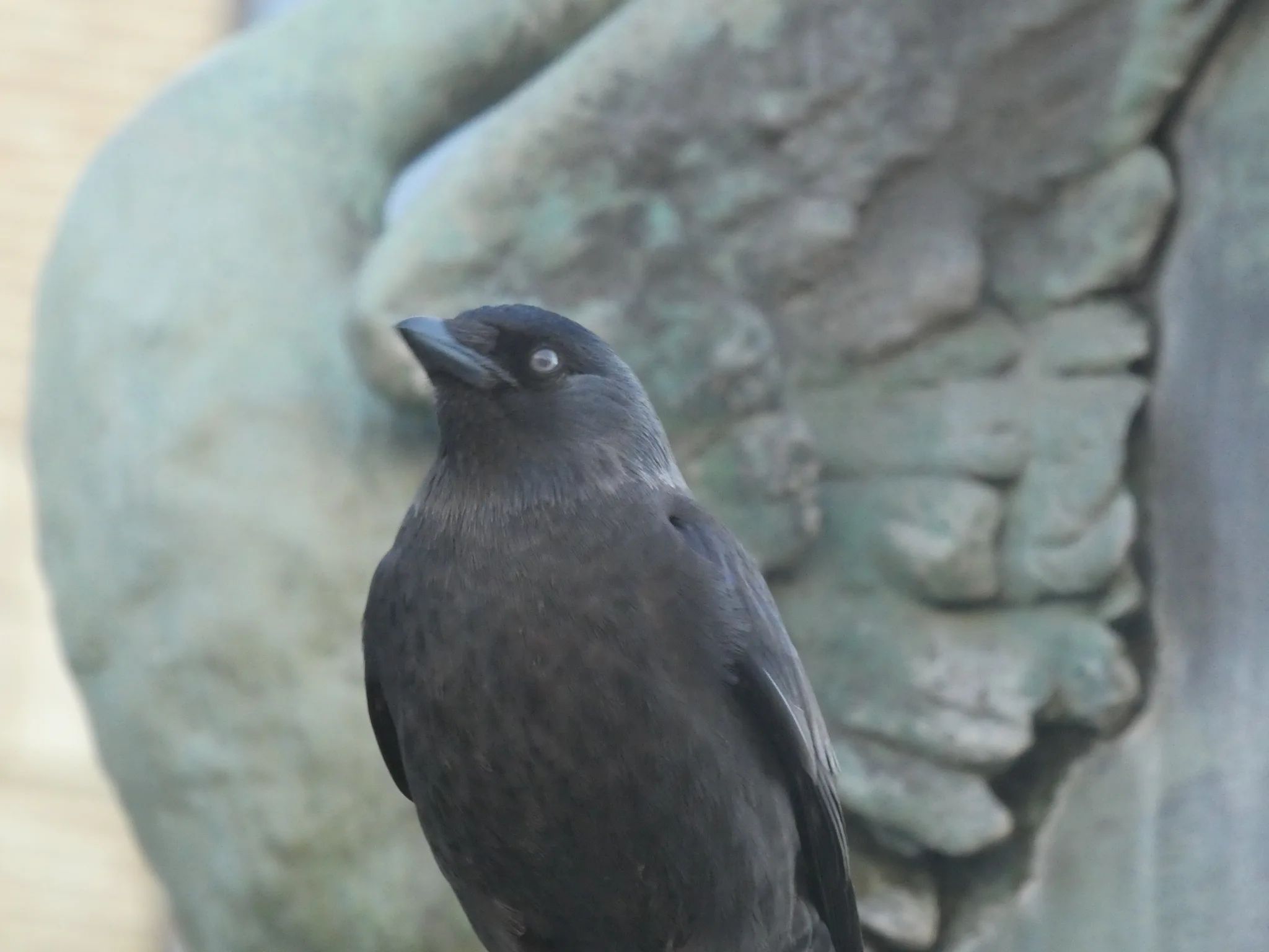 Eurasian Jackdaw (coloeus monodula)