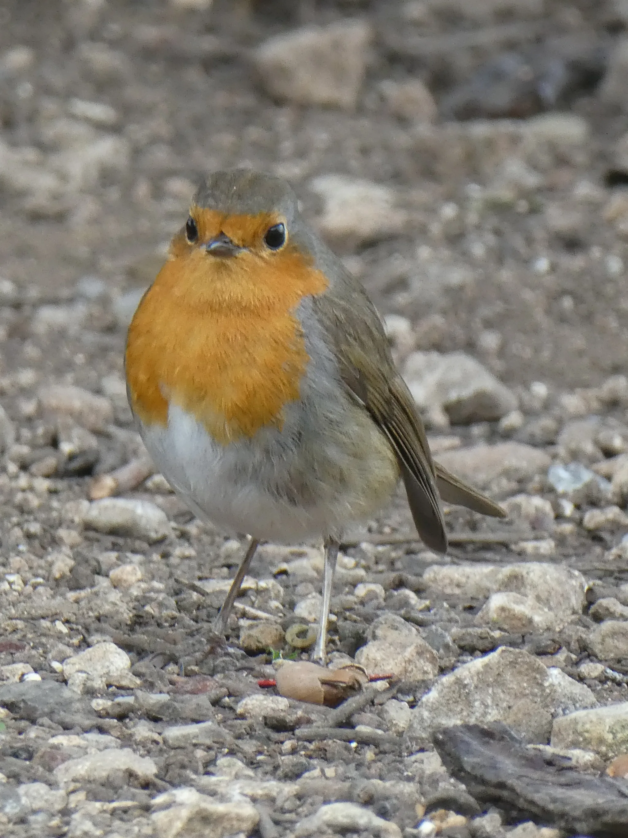 European Robin (erithacus rubecula)