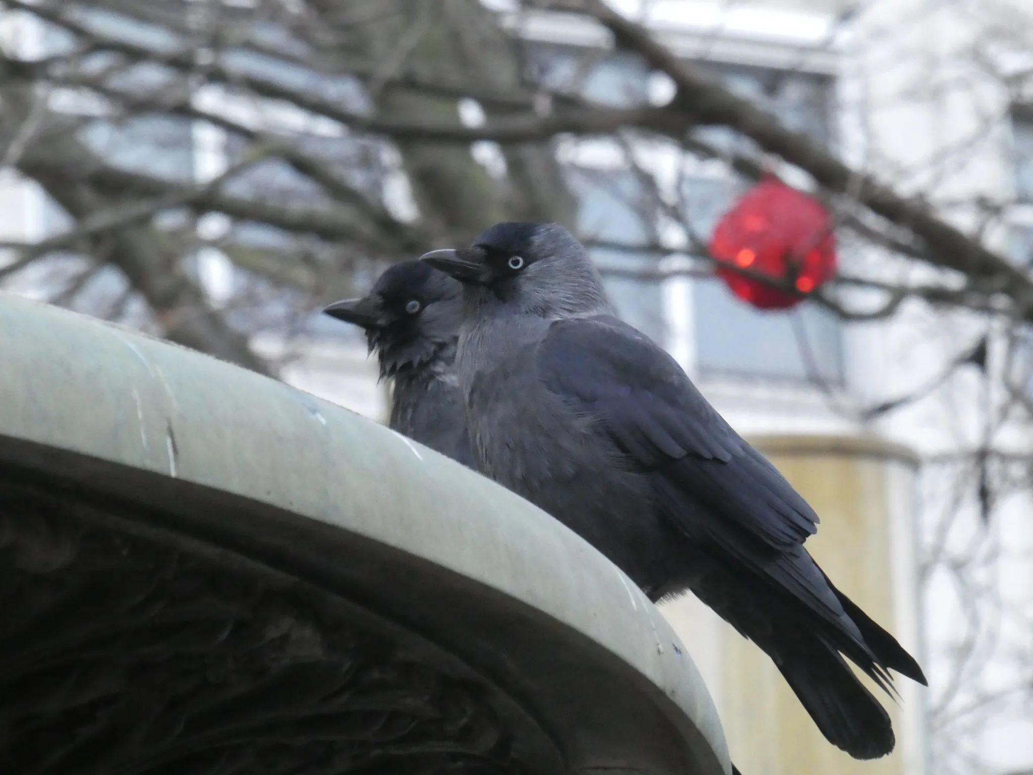Eurasian Jackdaw (coloeus monedula)