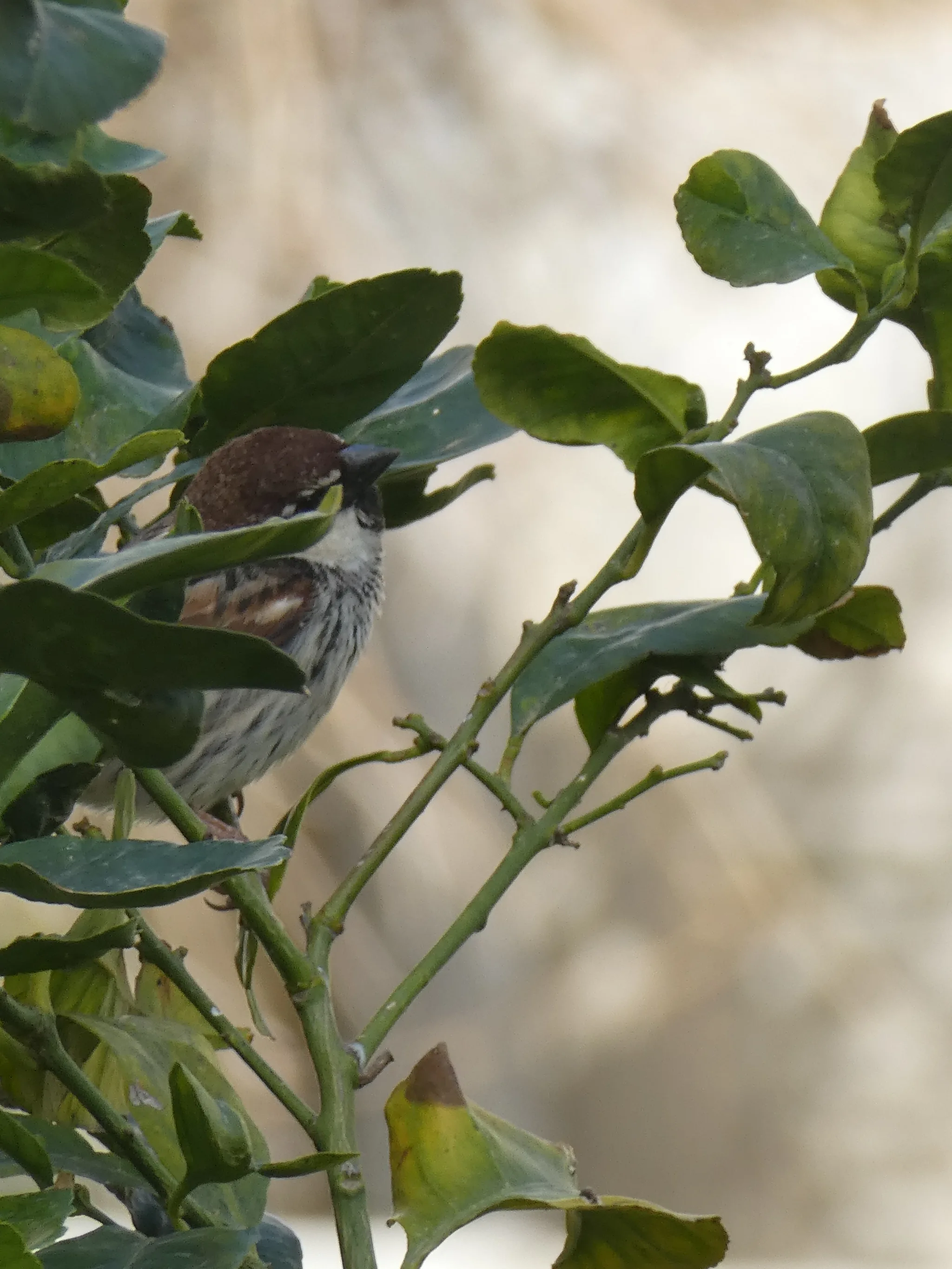 Spanish Sparrow (passer hispaniolensis)