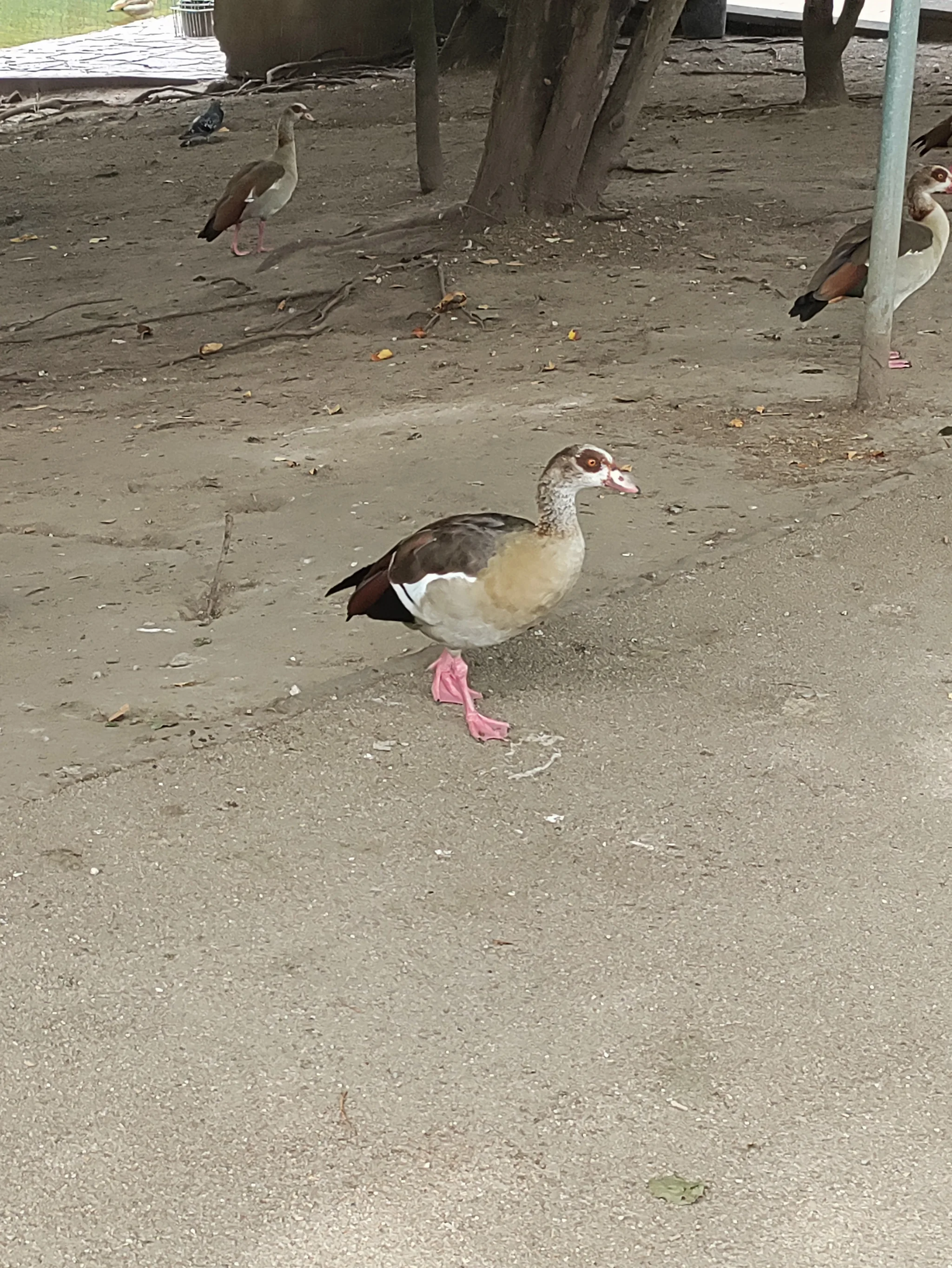 Egyptian Goose (alopochen aegyptiaca)