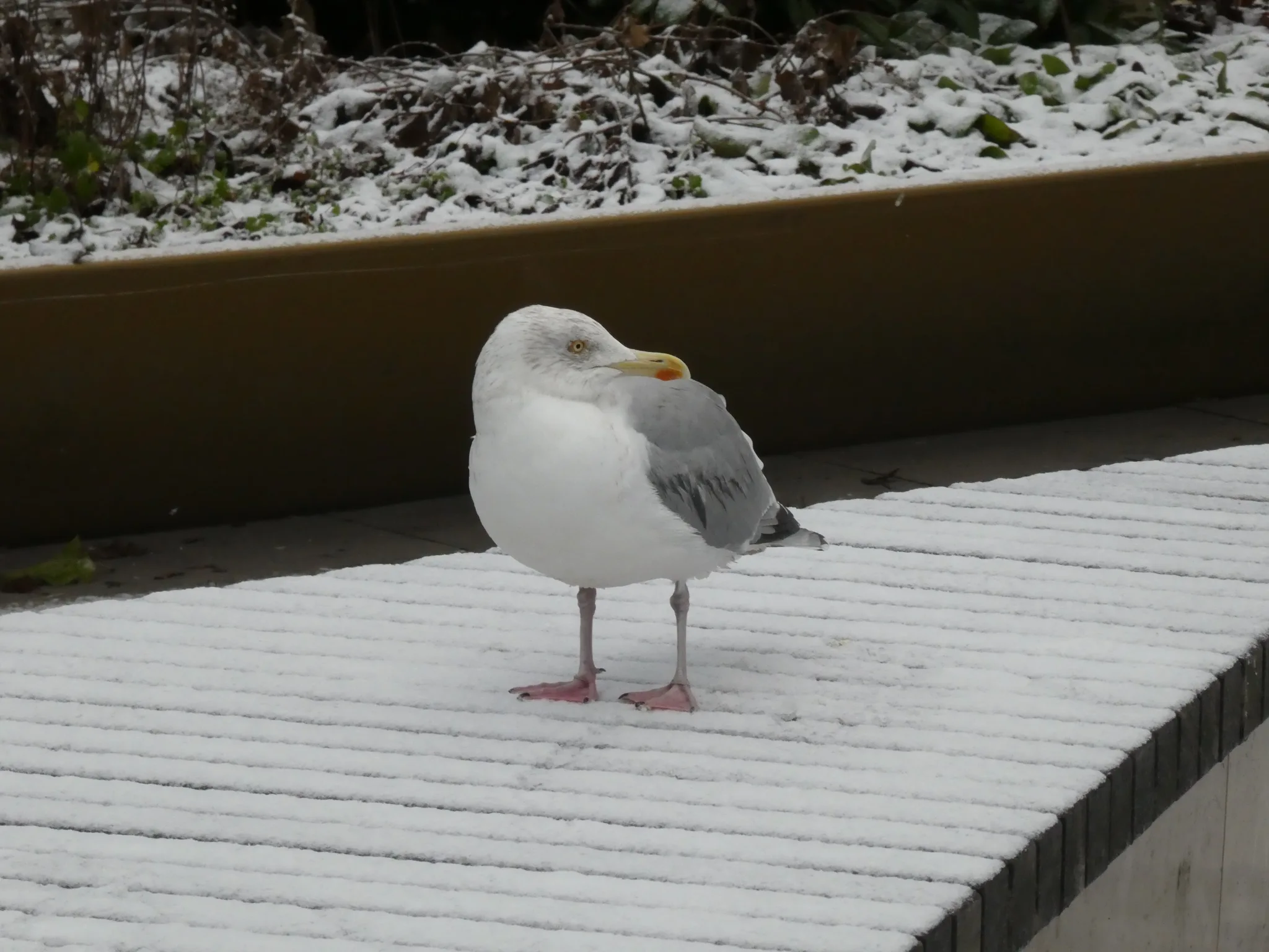 European Herring Gull (larus argentatus)