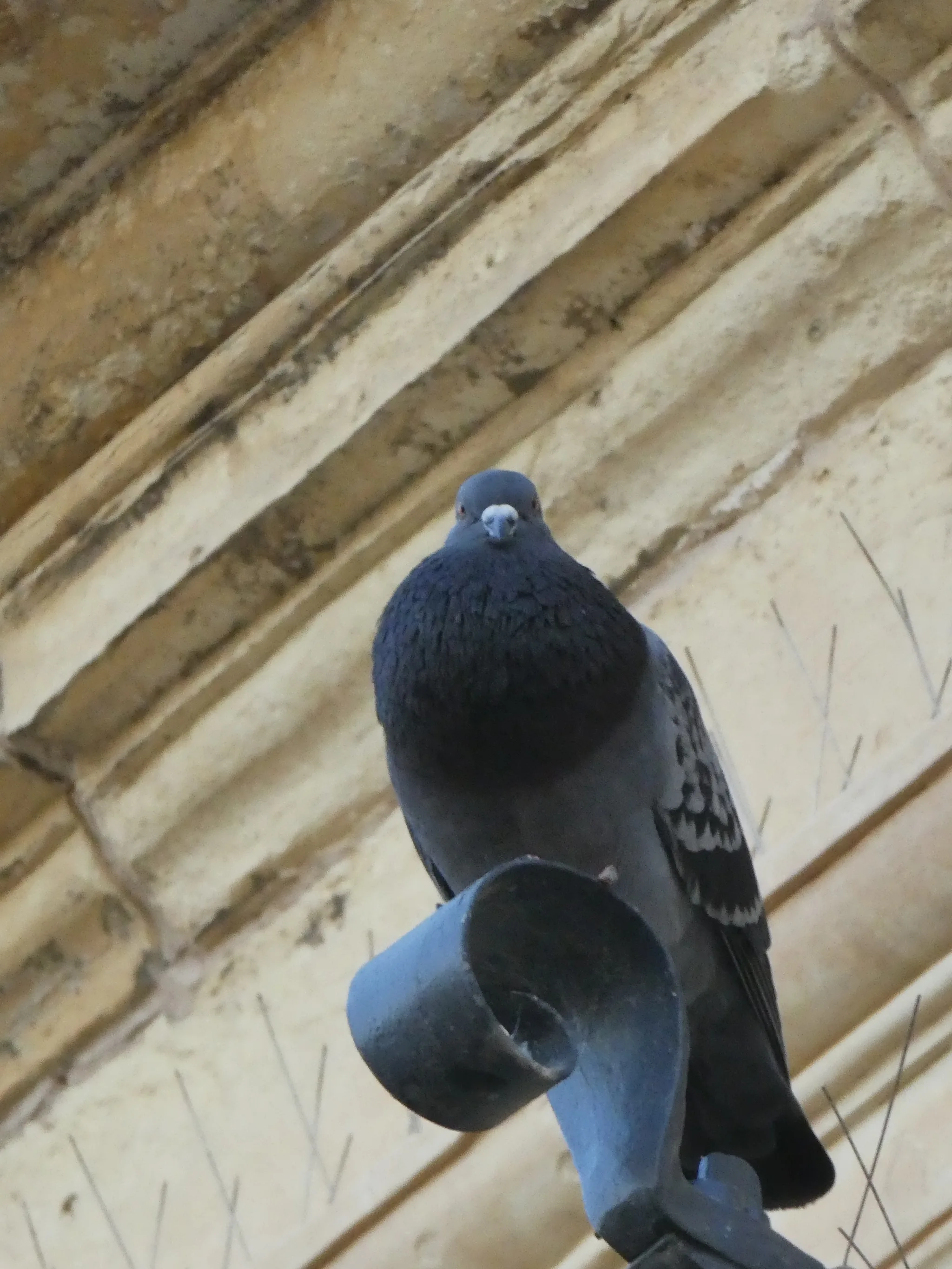 Rock Pigeon (columba livia)