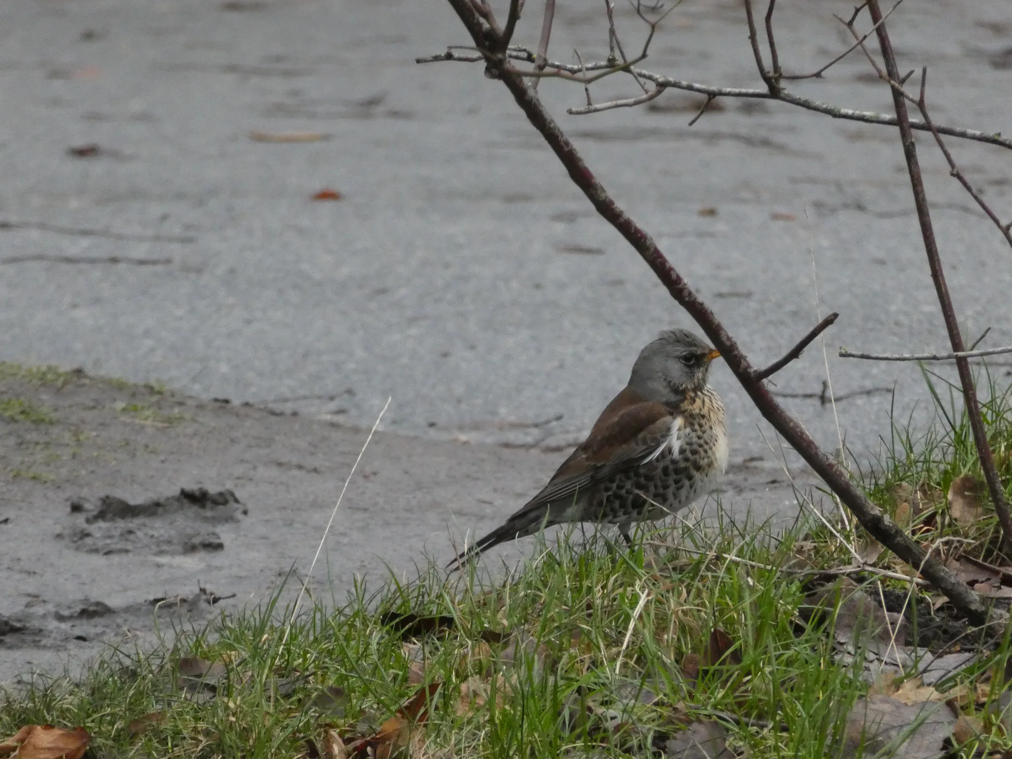 Fieldfare (turdus pilaris)
