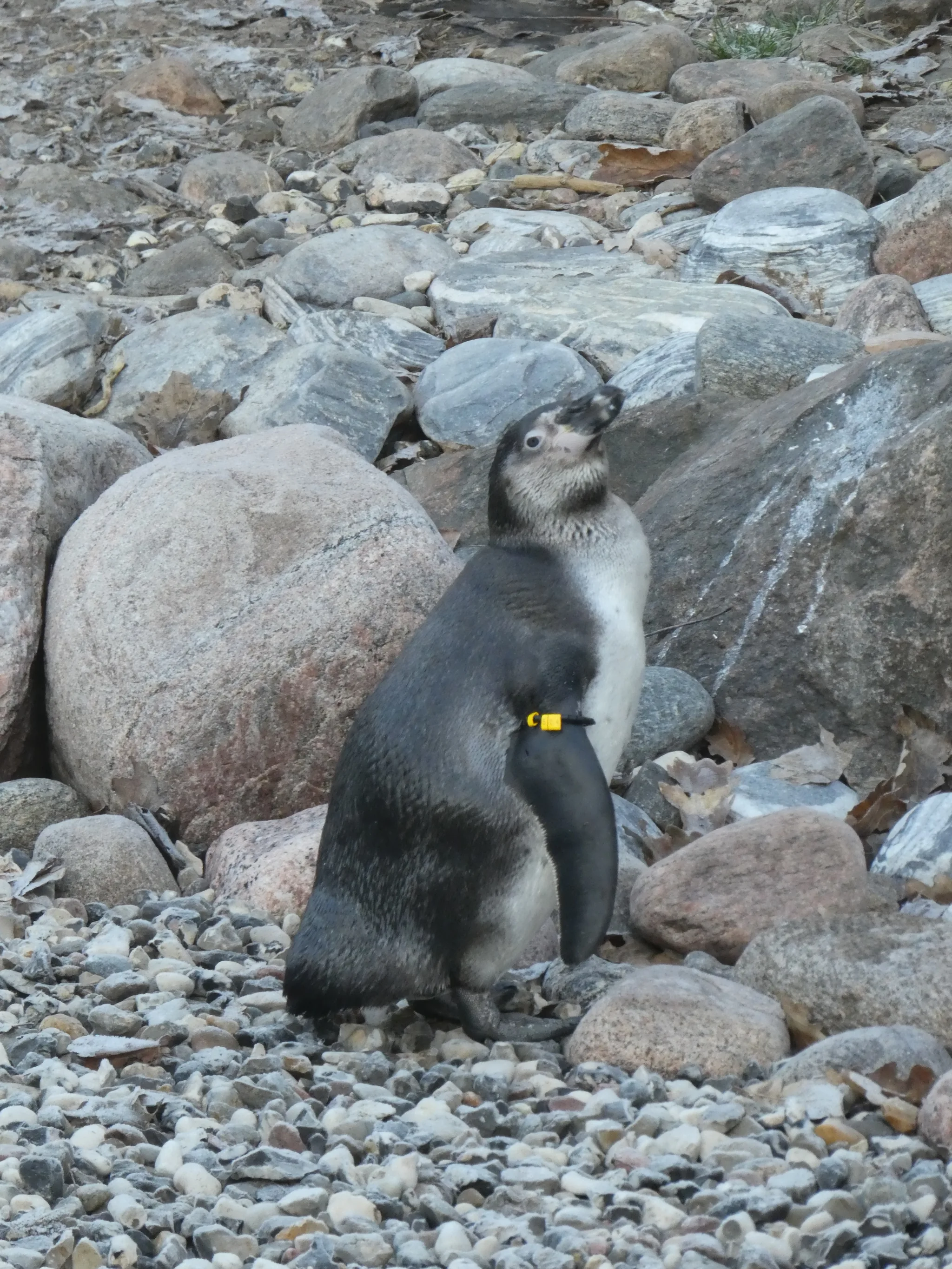 Humboldt Penguin (spheniscus humboldti)