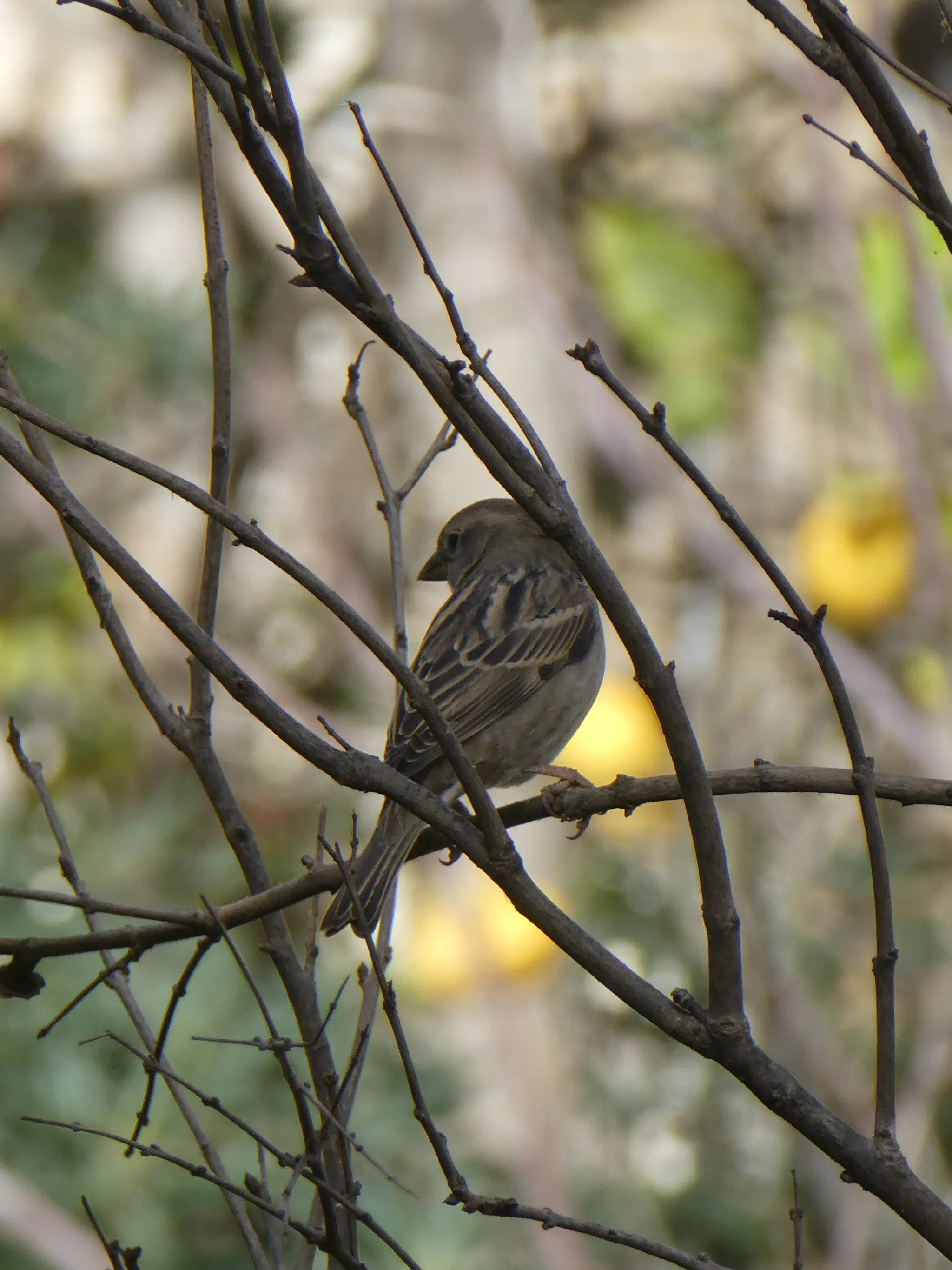 Spanish Sparrow (passer hispaniolensis)