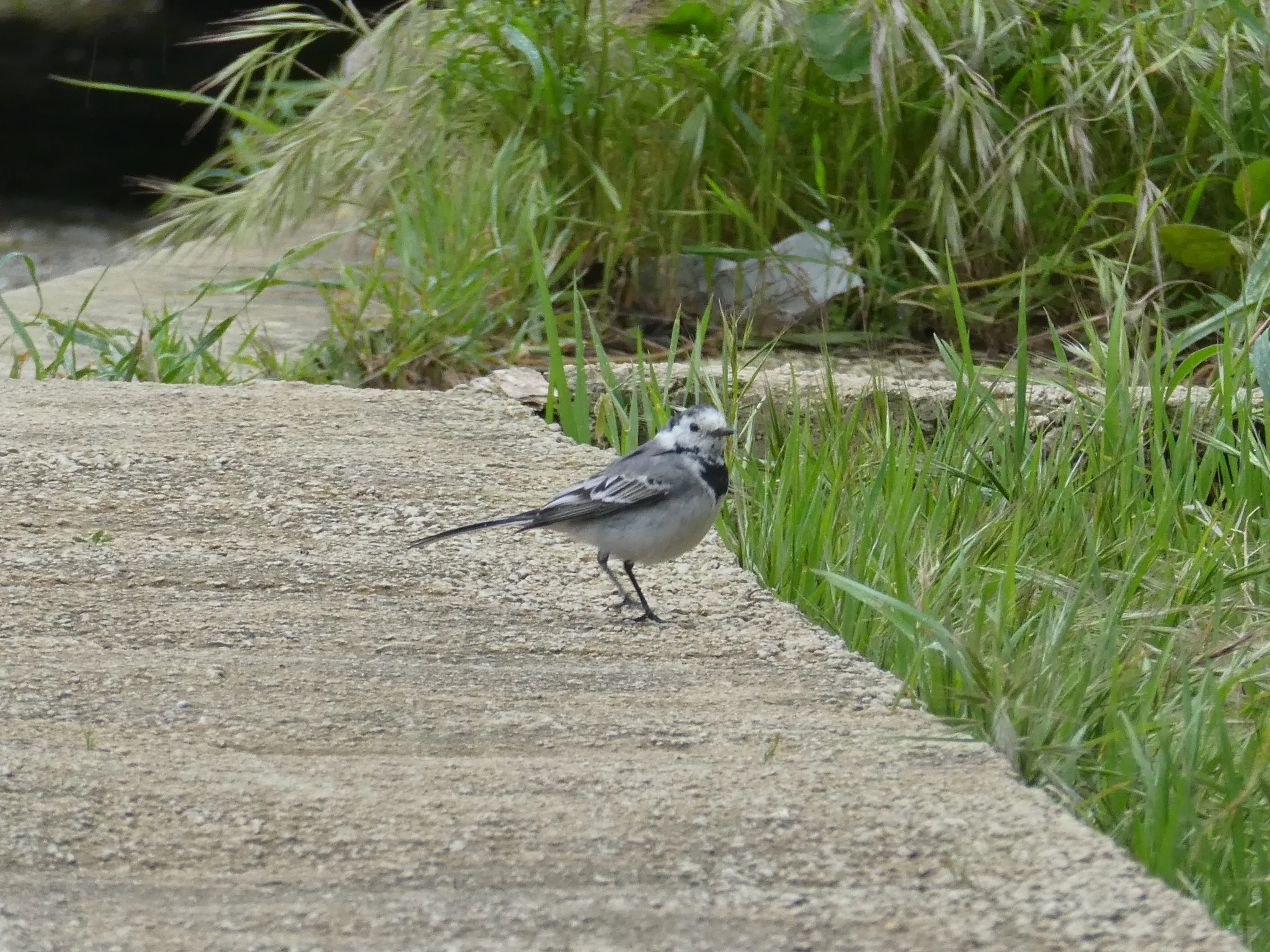 White Wagtail (motacilla alba)