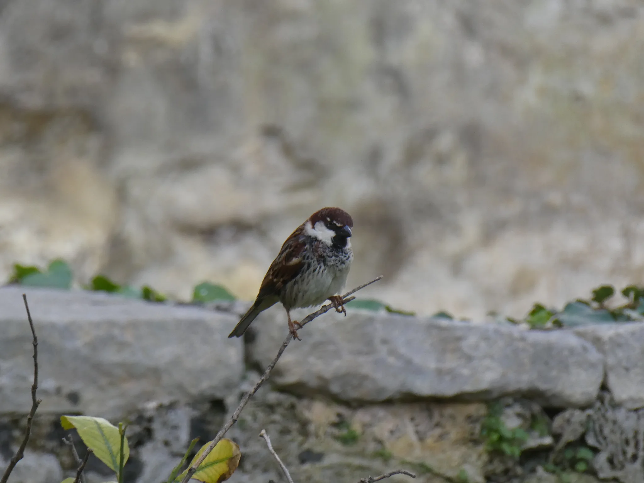 Spanish Sparrow (passer hispaniolensis)