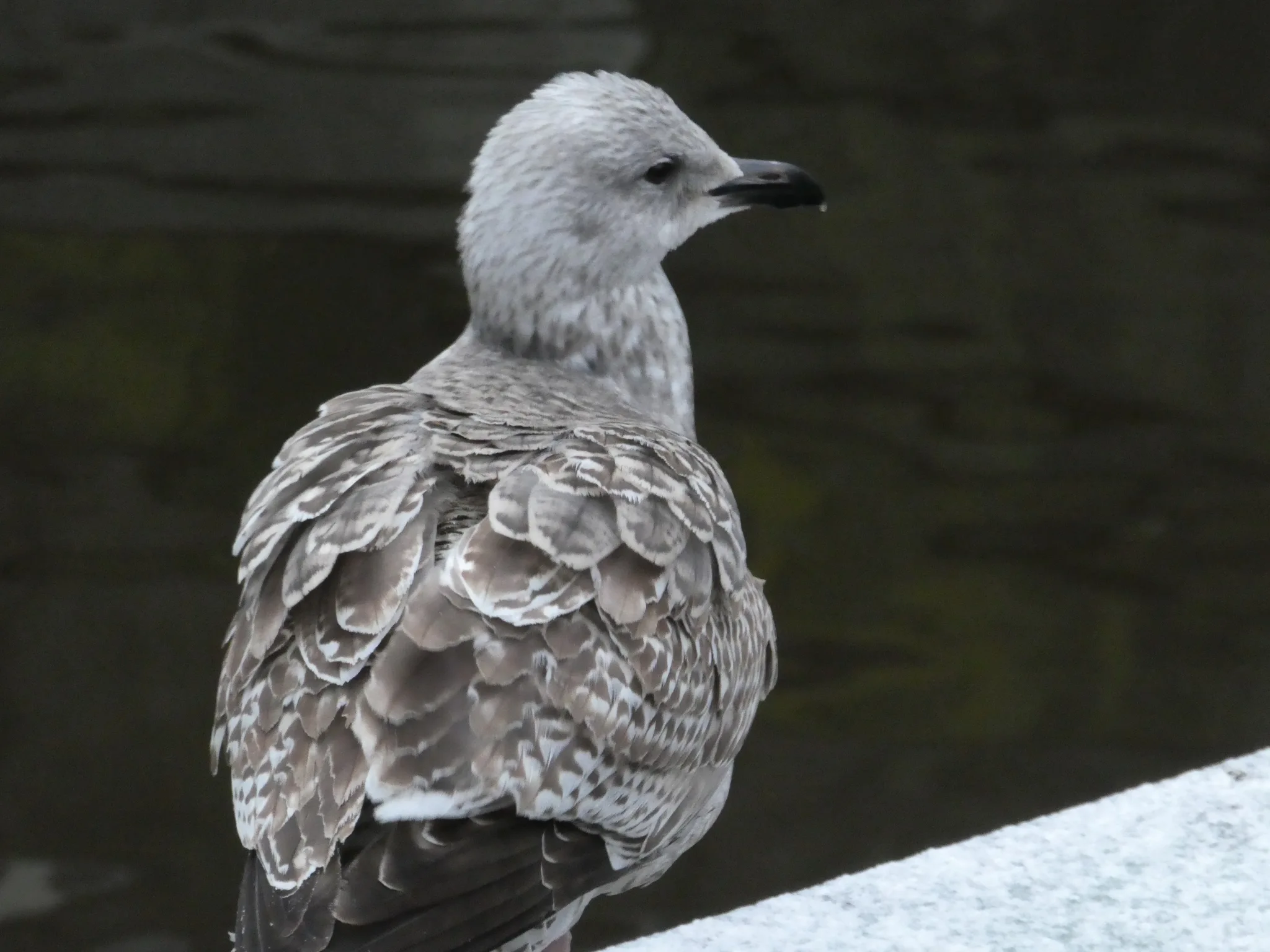 European Herring Gull (larus argentatus)