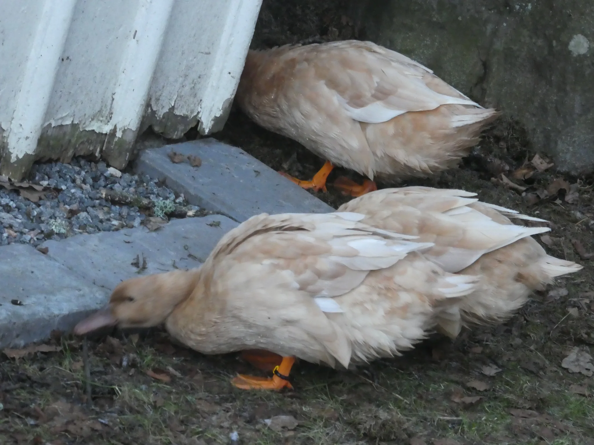Swedish Yellow Duck (anas platyrhynchos domesticus)