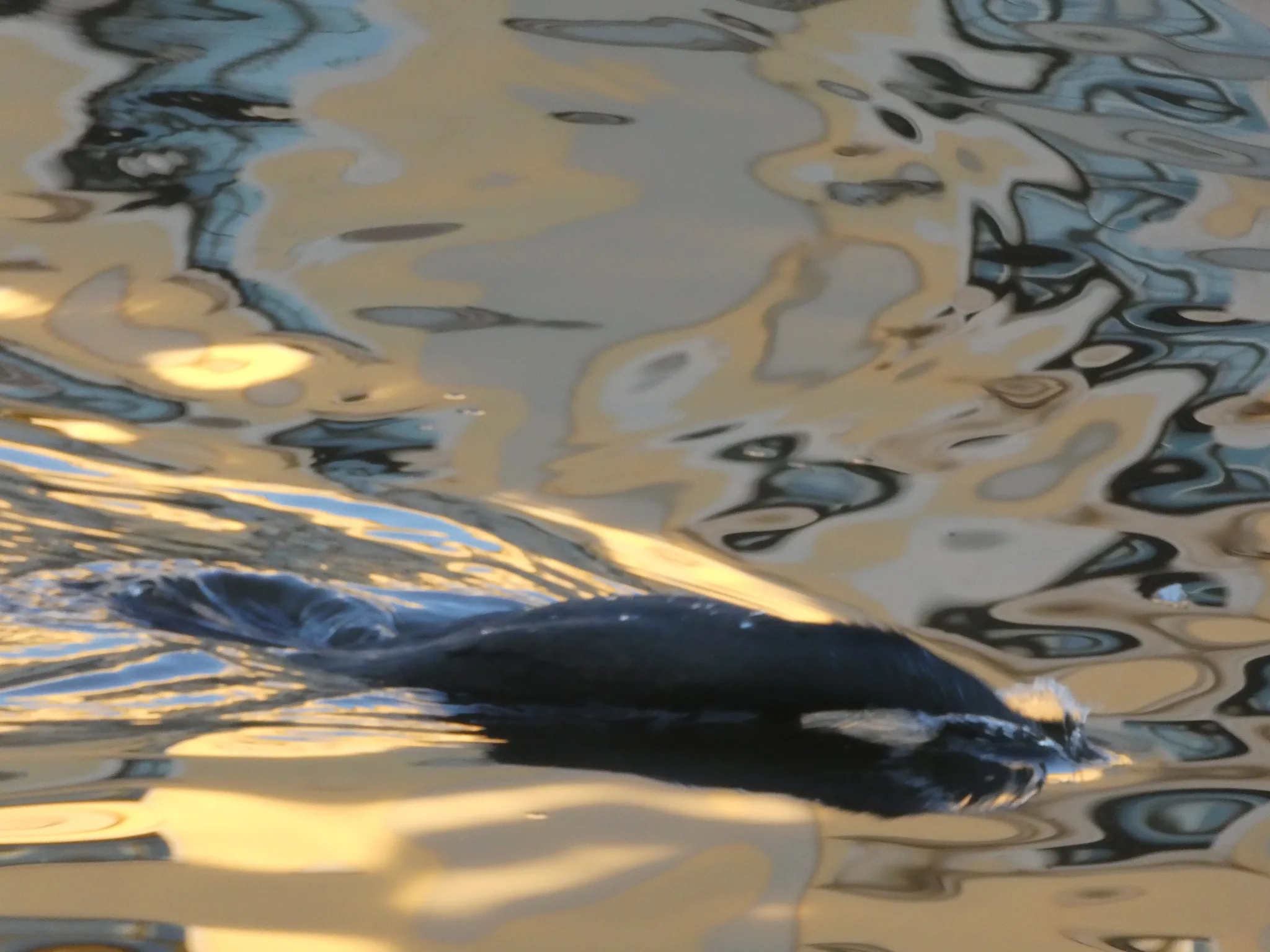 Common Merganser (mergus merganser)