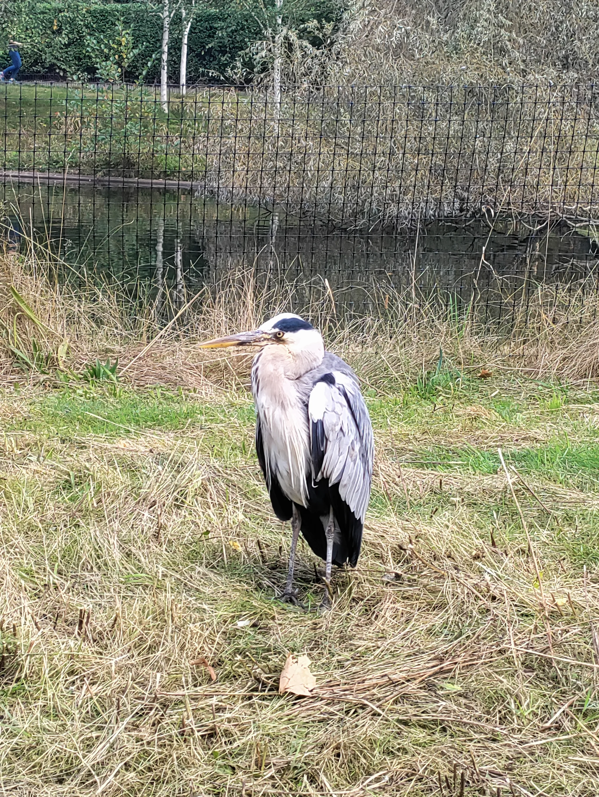 Gray Heron (ardea cinerea)