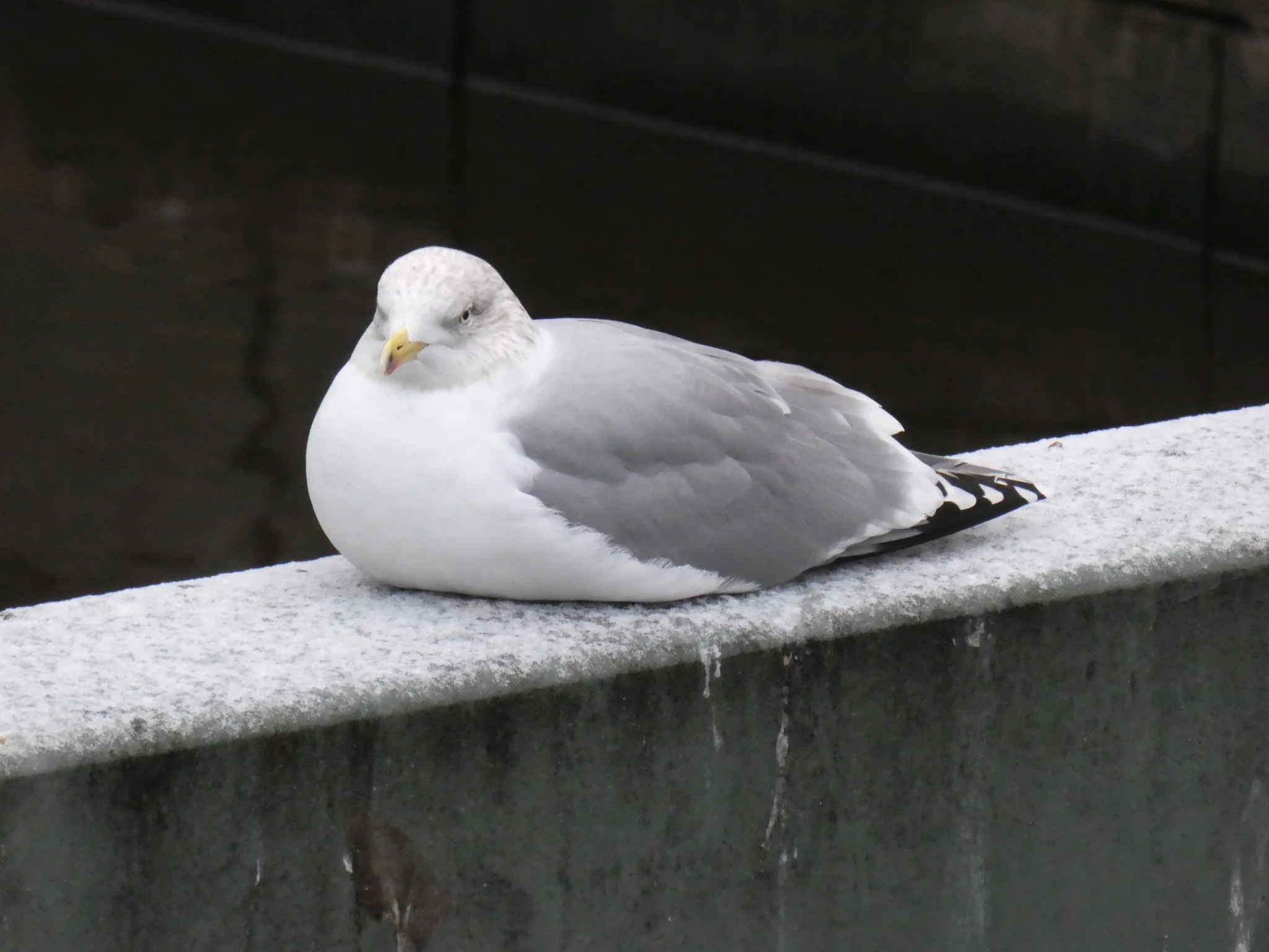 European Herring Gull (larus argentatus)